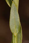 Baldwin's milkwort